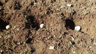 Plant potatoes in furrows with the cut side down 3 to 5 inches deep.