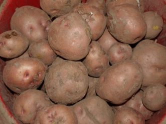 Red-skinned potatoes can be grown as an early crop for new potatoes and as a late crop for storage.