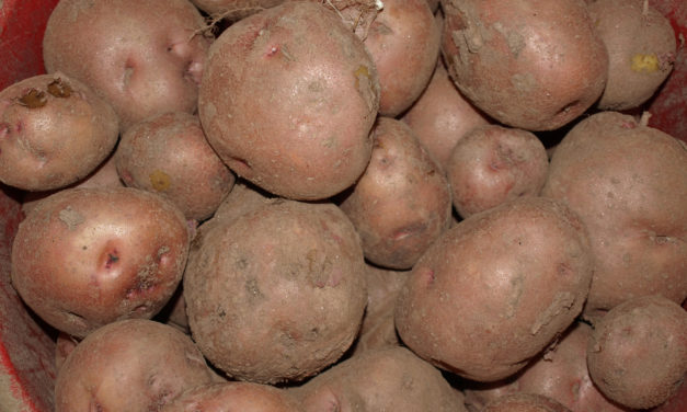 Potato