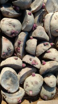 Seed pieces should be cut three to five days before planting to allow the cut surfaces to heal.