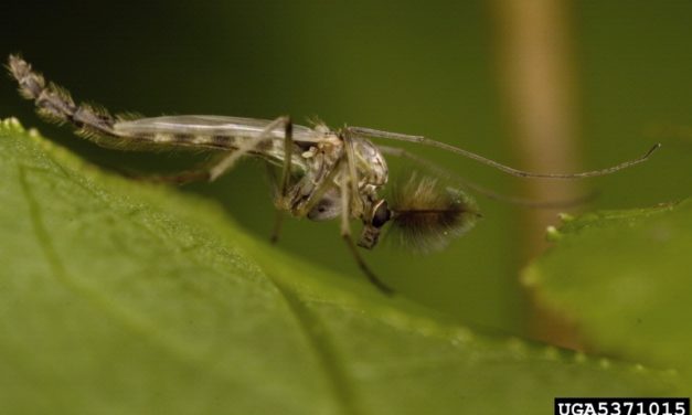 Midges