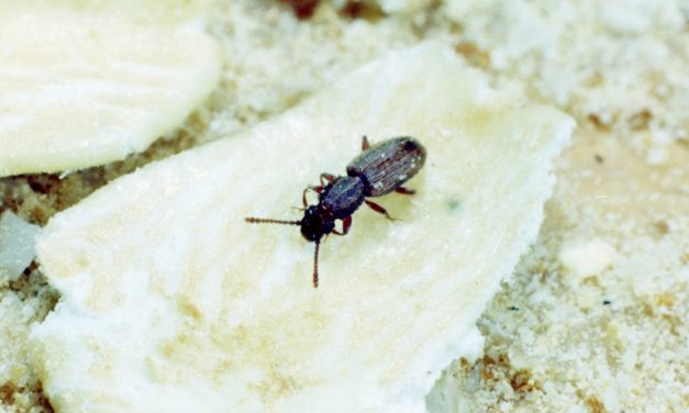 Saw-Toothed Grain Beetle
