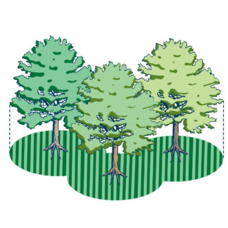 Fig. 6. For closely planted trees, the root zone area (striped area) beneath the crowns of the entire group of trees is the area to be fertilized.