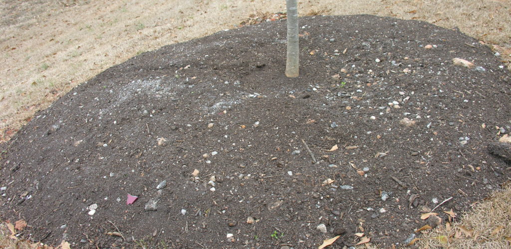 A 3-inch deep layer of double ground, hardwood bark mulch is used to cover the soil around the tree. This suppresses weed growth and reduces the loss of water by evaporation. Lastly, the tree is watered well to settle the soil. Be sure not to volcano mulch the tree by piling mulch against the trunk, as this will damage the bark. Always make sure the mulch never touches the trunk.