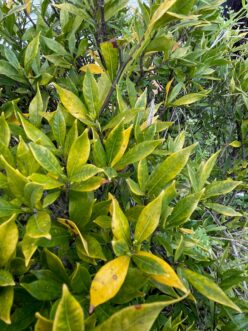 Fig. 2. A neglected Frostproof gardenia (Gardenia jasminoides) displays visual symptoms of a nutrient deficiency. A soil test or plant tissue analysis will determine a need for fertilizer.