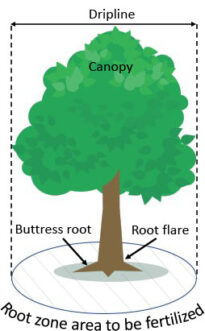 Fig. 3. Apply fertilizer evenly on mulched and unmulched surfaces up to the drip line or outermost branches of the canopy.