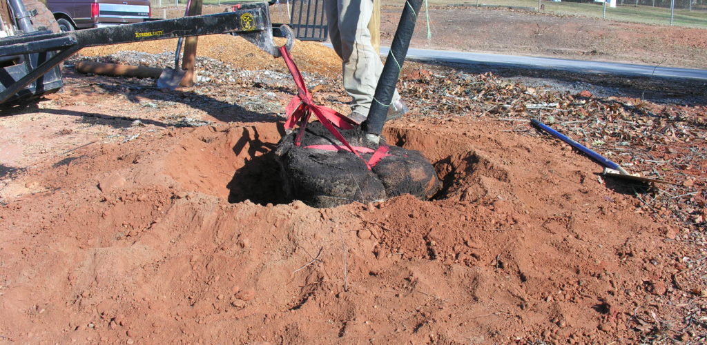A skid loader lowers a B&B tree by the seat belt strapping, which was wrapped securely around the root ball.