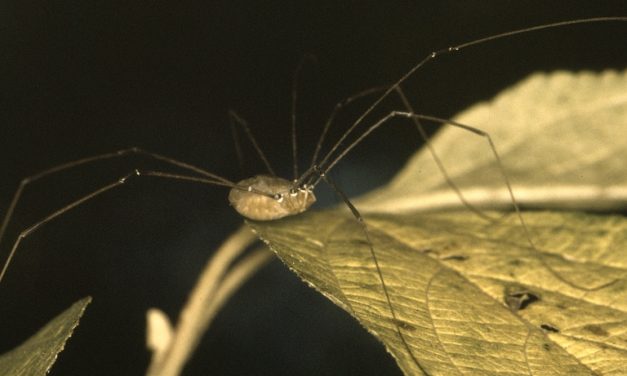 Daddy-longlegs
