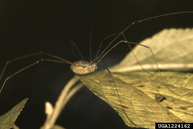 Silver Satin  DADDY LONG LEGS