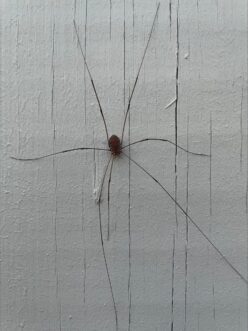 Eastern harvestman (Leiobunum vittatum) missing one front leg on tree bark.