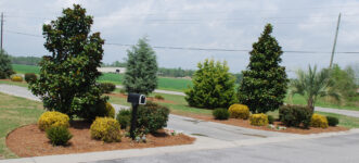 Fig. 1. Determine the need to supply nutrients to landscape shrubs and trees before applying fertilizer.