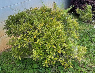Frostproof gardenia (Gardenia jasminoides) showing nutrient deficiency.