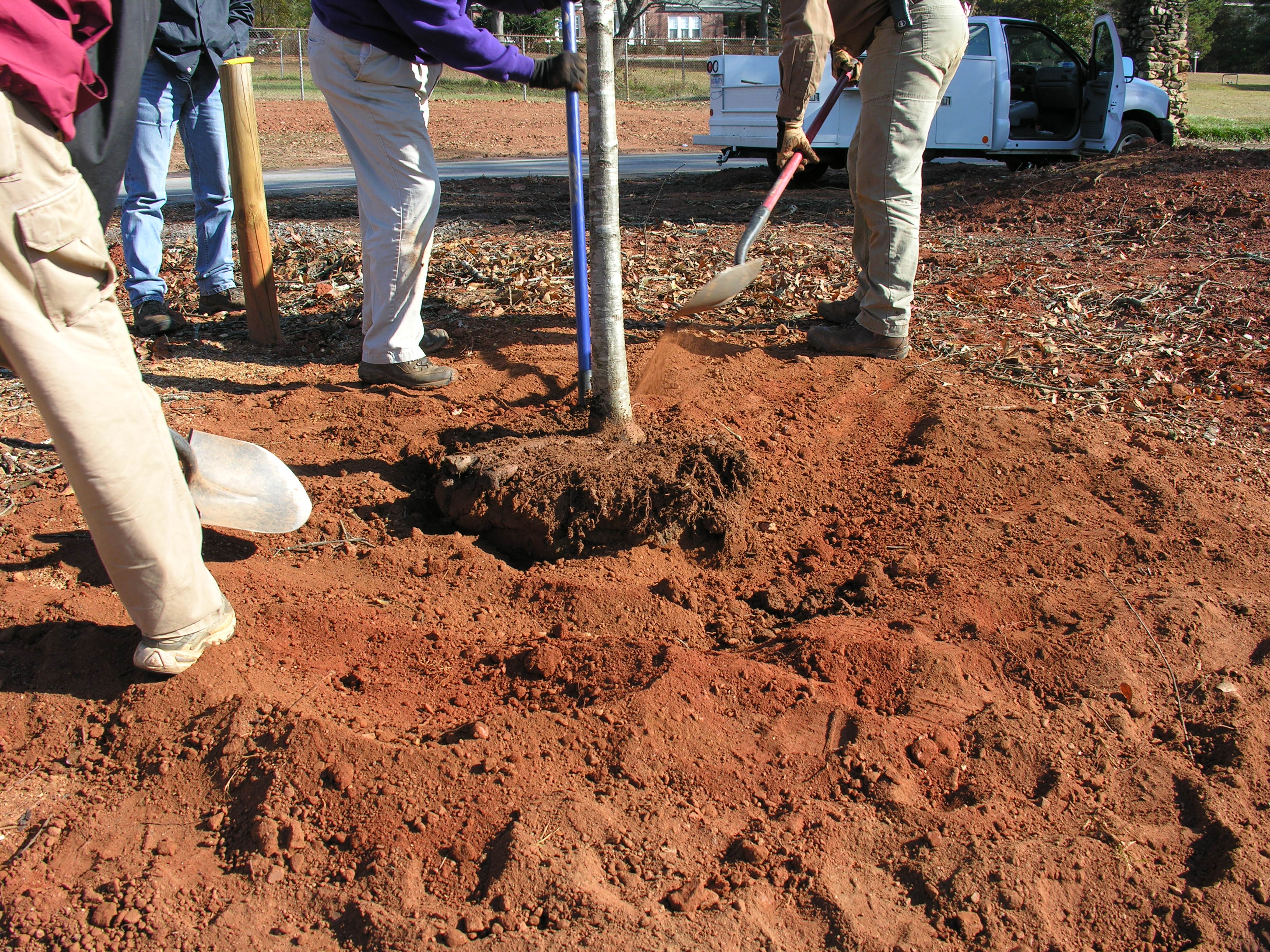 A tool used to deals dig holes for planting seedlings