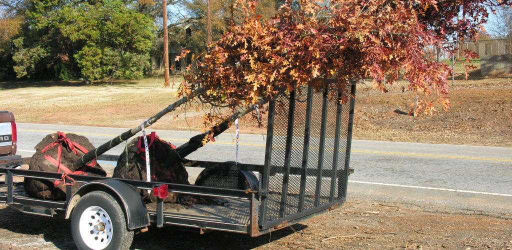 The balled and burlaped (B&B) Nuttall oaks arrive on a trailer.