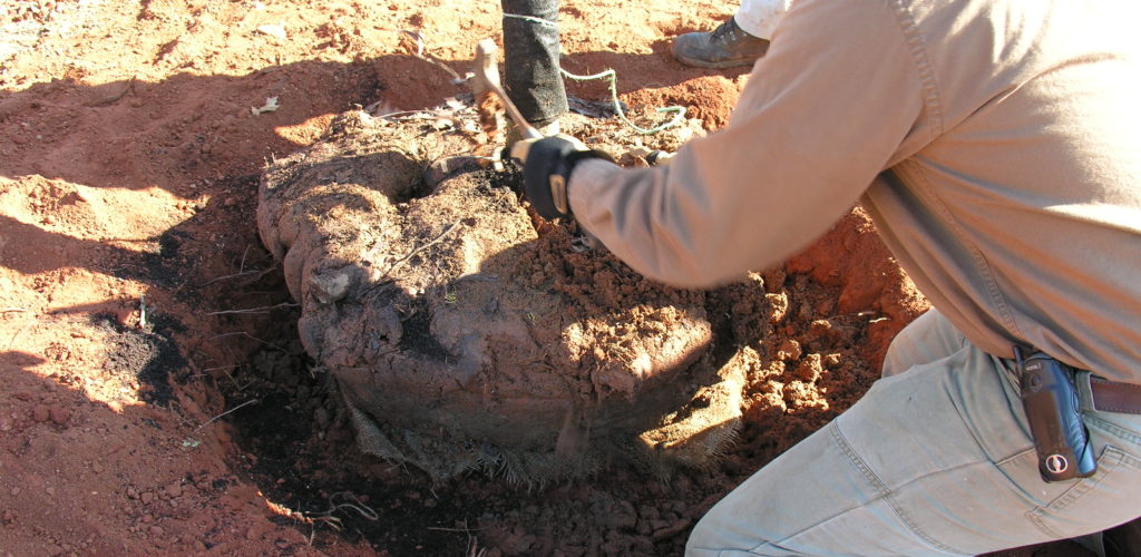 The burlap is removed from around the root ball. Some burlap is artificial and must be removed, or it will inhibit root growth.