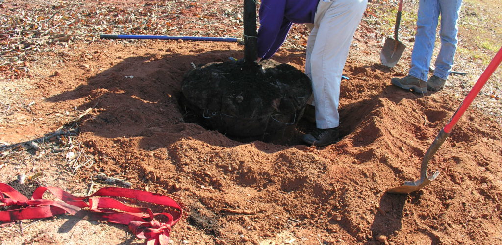 The seat belt strapping around the trunk is also removed. This strapping must be removed, as it typically encircles the trunk. It can potentially constrict trunk growth and eventually kill the tree.