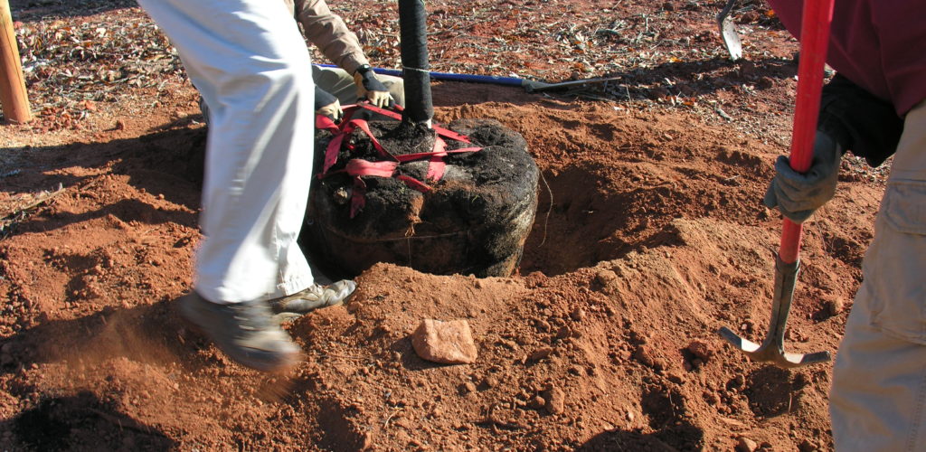 The tree is set vertically in the hole. View the tree from 2 different directions.