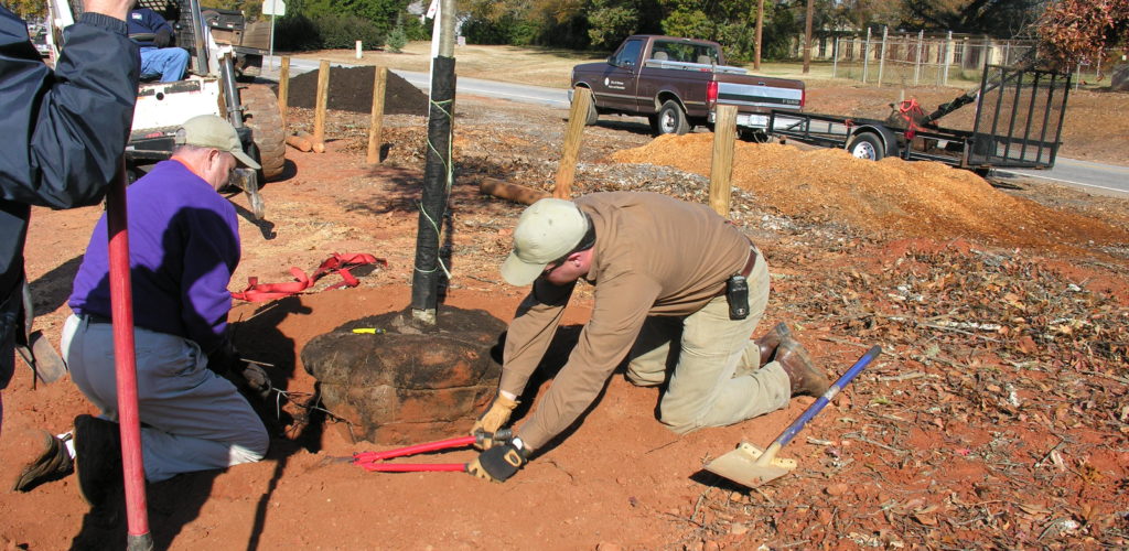 The wire basket that helps hold the root ball together is cut with bolt cutters, and the upper portion of the basket is removed to not interfere with root growth.
