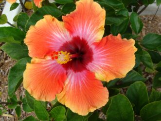 Chinese Hibiscus (Hibiscus rosa-sinensis) has four- to eight-inch single or double flowers that are available in a wide range of colors.