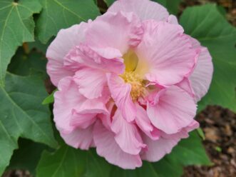 Cotton Rose Mallow (Hibiscus mutabilis) is an old favorite passalong plant.