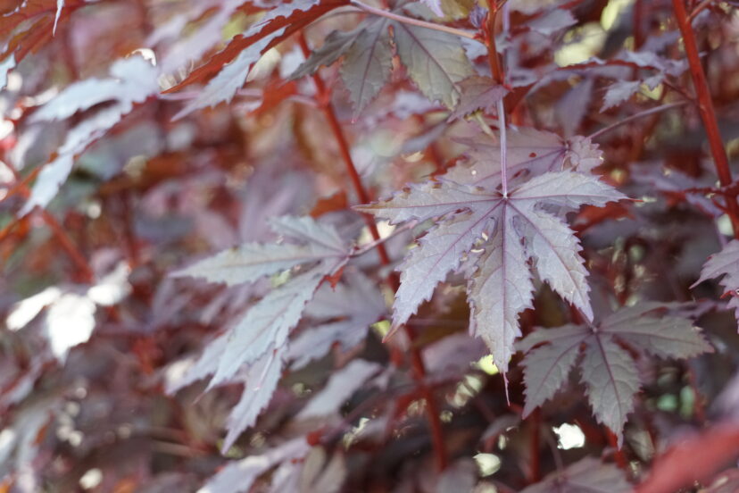 Cranberry Hibiscus (Hibiscus acetosella) is a tropical shrub that is grown for its beautiful burgundy foliage.