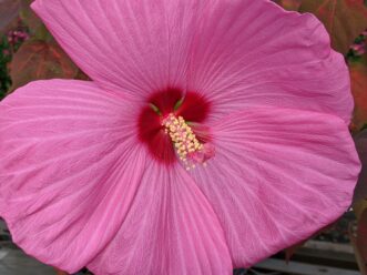 Head Over Heels® Adore™ Hibiscus (Hibiscus moscheutos ‘RutHib3’) is in the Disco Belle® series.