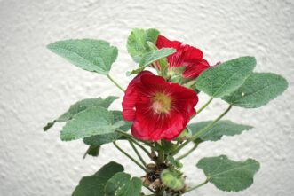 Hollyhocks (Alcea rosea) are one of the most popular old-fashioned cottage garden flowers.