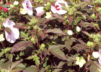 Kopper King Hibiscus (Hibiscus moscheutos ‘Kopper King’) has copper red deeply cut foliage.
