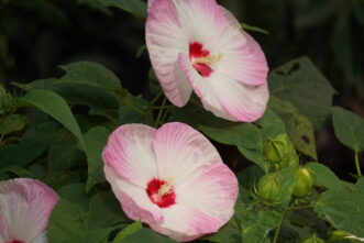 Perennial and annual hibiscus are grown as ornamentals in South Carolina. Barbara H. Smith, ©2023 HGIC, Clemson Extension