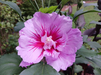 Purple Pillar® Rose of Sharon (Hibiscus syriacus 'Gandini Santiago' ) has ruffled lavender semi-double blooms with dark red centers.