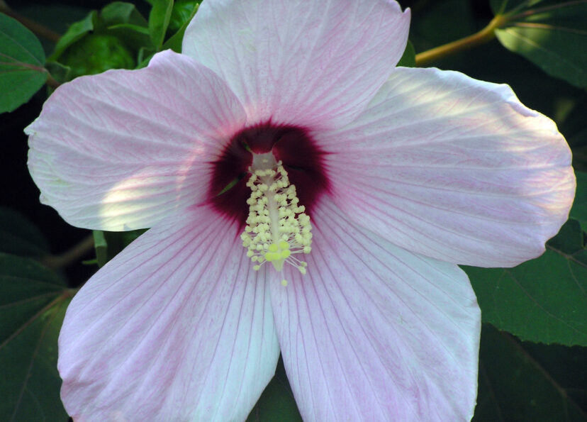 Rose Mallow (Hibiscus moscheutos) is highly variable and the parent to many hybrids.