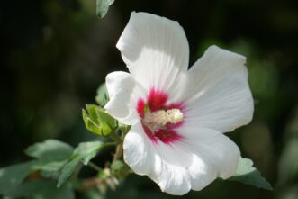 Rose of Sharon (Hibiscus syriacus) is a native of China and Asia.