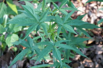 Scarlet Rosemallow leaves are deeply divided into narrow, toothed, finger-like lobes.