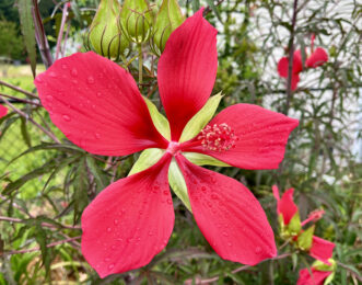 The showy red flowers of Scarlet Rose Mallow (Hibiscus coccineus) are attractive to hummingbirds, butterflies, and other pollinators.