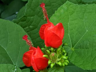 Turk's Cap (Malvaviscus arboreus var drummondii) has bright red flowers that are attractive to butterflies and hummingbirds.