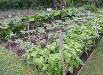 Vegetable Garden Millie Davenport, ©2015 HGIC, Clemson Extension