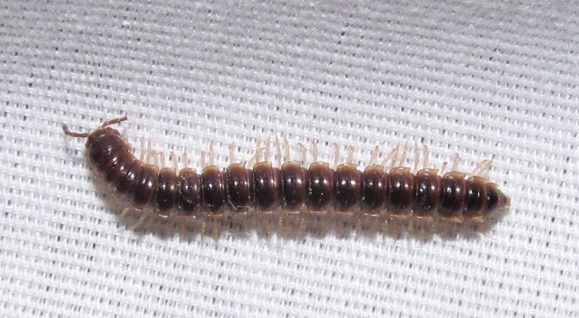The garden millipede, Oxidus gracilis, can sometimes invade homes in large numbers.