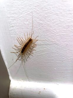 House centipedes are mostly active at night and thrive in humid environments.
