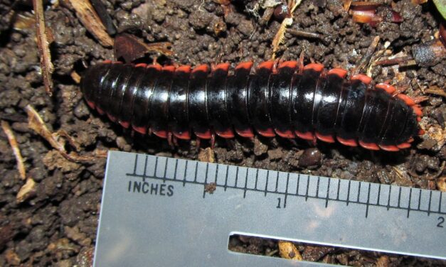 Millipedes
