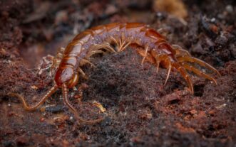 Stone centipedes, like this Lithobius forficatus, often live in leaf litter or rotting vegetation or logs.