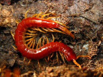 The eastern red centipede, Scolopocryptops sexspinosus, is bright red in color.