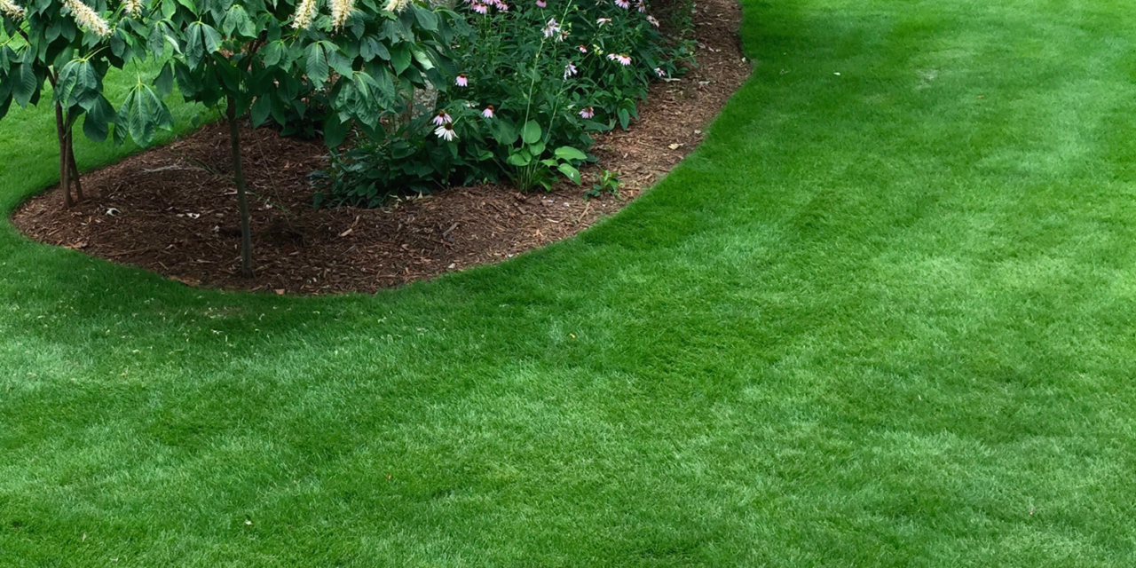 Zeon zoysiagrass is a fine-textured turfgrass that makes a beautiful, dark green, shade- & drought-tolerant lawn. Joey Williamson, ©2018 HGIC, Clemson Extension