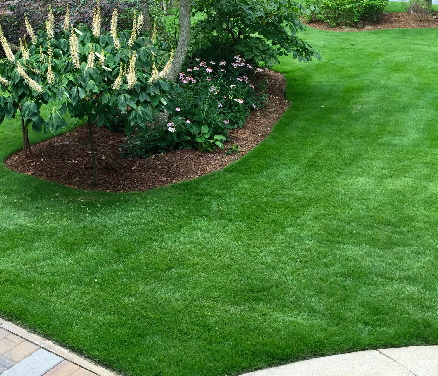 Late Fall Early Winter Lawn Maintenance - Green Lawn Fertilizing