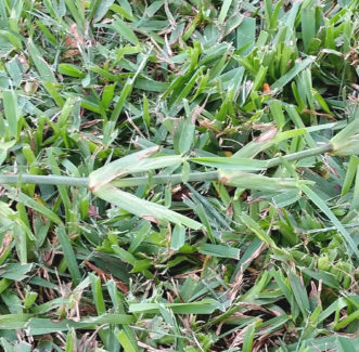 A dull mower blade will shred the turfgrass foliage.