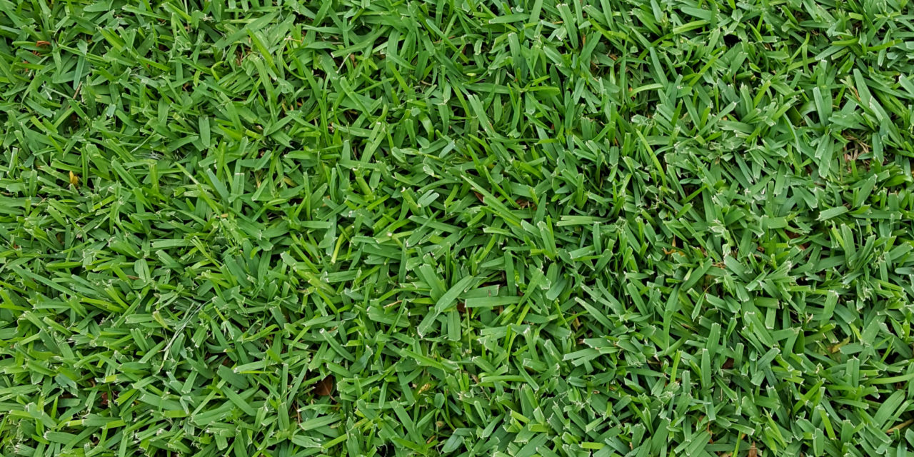 St. Augustinegrass is a wide-bladed, spreading, warm-season turfgrass that is adapted to the warmer regions of the southeastern United States. Joey Williamson, ©2018 HGIC, Clemson Extension