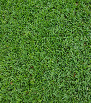 St. Augustinegrass is a wide-bladed, spreading, warm-season turfgrass that is adapted to the warmer regions of the southeastern United States. 