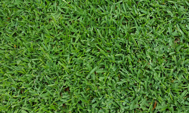 St. Augustinegrass Yearly Maintenance Program