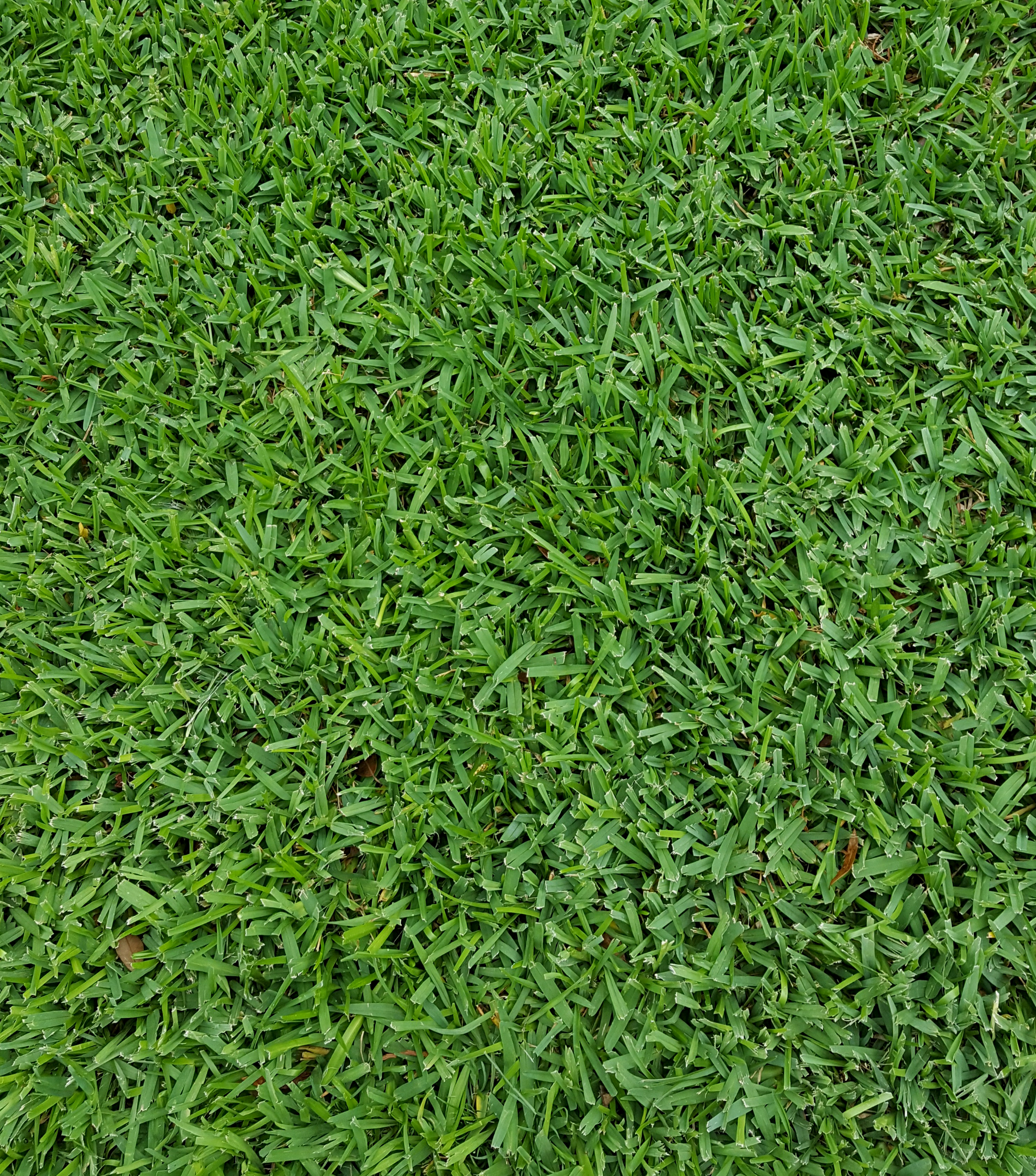 How to Pick the Best Lawn Mower for St Augustine Grass?: Ultimate Guide