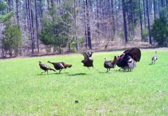 Wild turkey in the field.