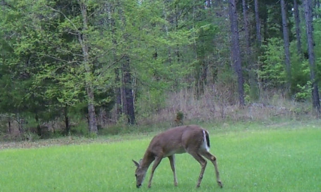 Safe Handling of Wild Game Meats